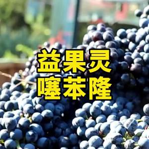 💗🙋♀️💗益果灵 0.1%噻苯隆 葡萄膨大剂 咸阳德丰促进果实生长调节剂120ml