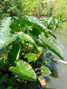 Batang talas lompong segar per 15 batang