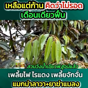 ลาวา 1 ขวด 1 ลิตร ลาวาปุ๋ยน้ำทางใบ ธาตุอาหารรอง ใช้ได้กับพืชผักทุกชนิด สูตรเร่งการเจริญเติบโต เร่งดอก เร่งผล