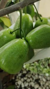 JAMBU AIR KIOJOK | BIBIT CANGKOK| Cepat Berbuah | Berbuah Di Dalam Pot
