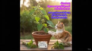 ตำแยแมวออร์แกนิก 100% ขายแบบ 10 ต้น (ปลูกด้วยใจ ใส่ใจทุกขั้นตอน)