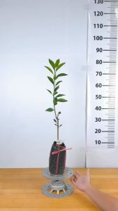 Cây Giống Quýt Đường Ghép Chuẩn Giống - Trái Ngọt Thơm - Mọng Nước - Dễ Trồng - Cây Giống Vân Anh