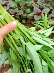 60seeds/pack  Chinese Kangkong Seeds / Upland Kang kong / Water Spinach Seeds-A659
