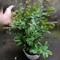 tanaman hidup daun bidara arab asli. 