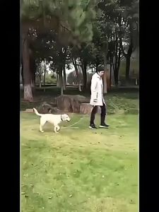 Dây dắt chó mèo có 2 đầu móc tiện lợi (mẫu mới) - Hara Pet Store