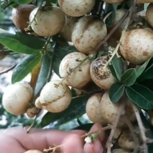 BIBIT KELENGKENG BIJI LADA MATA LADA Aneka Bibit Unggul NIRWANA