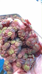 Mini Shop จอกญี่ปุ่น จอกแดงญี่ปุ่น (1ชุดมี 35++ ดอก 29บาท) ต้นไม้น้ำ เหมาะจัดตู้ปลา ประดับอ่างปลา ไม้น้ำประดับ​ ราคาถูก จอกญี่ปุ่นแดง