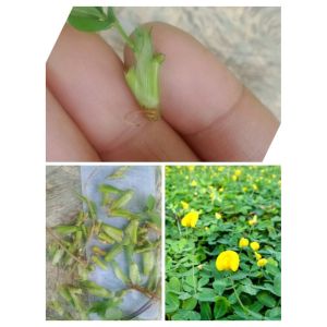 2000pcs Benih Bibit Tabur unggul Tanaman Arachis pintoi Benih Tabur Tanaman Kacang hias