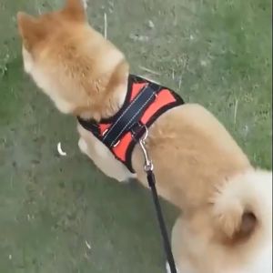 Doge&Orange พร้อมส่ง พร้อมส่ง สายรัดอก สำหรับใช้กับสายจูงสุนัข พันธุ์กลาง-ใหญ่ หลายไซส์ จูงสัตว์เลี้ยง หลายสี หลายขนาด MIP90