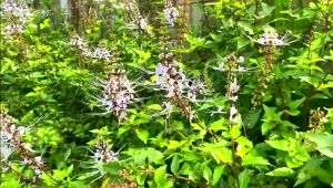 【Pharmacy delivery】9 Star Misai Kucing Tea九星猫须茶(1Box 60bags)Halal ✅KKM 马来西亚卫生部认证✅