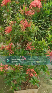 Cây mẫu đơn lâu năm cao 140cm (hàng đẹp)