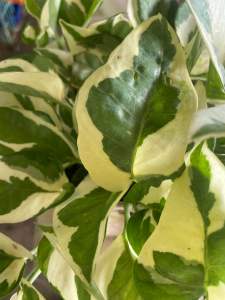 pothos njoy with&with/out pot