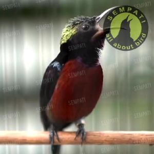 Nektar Rudjak Nektar 130ml pakan burung sunbird / kolibri konin sogon sepah raja pleci