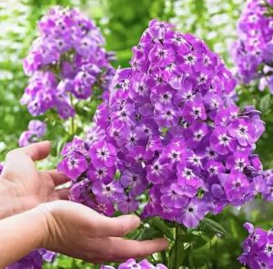 ดอกไม้หญ้า ร่ม กลางแจ้ง ตลอดทั้งปี ดอกฟลอกซ์ดรัมมอนดิอิถูกหว่าน 100 บาท