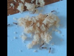 Ubat Hapus Semut Berkesan | Effective Ants Killing Bait 5g Household Pest control