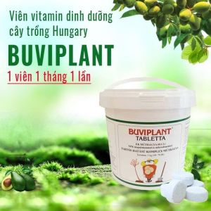 Hộp 200 viên phân bón tan chậm VITAMIN BUVIPLANT dinh dưỡng cho các loại cây