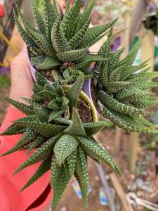 Ready stock ⚠️Haiworthia attenuata松之雪多肉植物Gardening Succulent plant  zebra