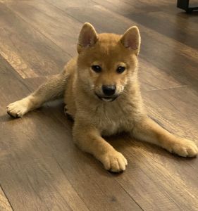 Bột cầm máu Bioline - Giảm đau - Cầm máu hiệu quả | BossDog