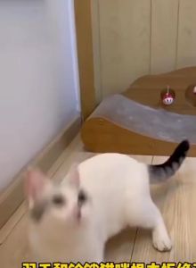 Cat Toys Pet Cat Teaser Toys Cat Teaser Stick Cat Interactive Toys Feather Stick Mouse Fish KittToys