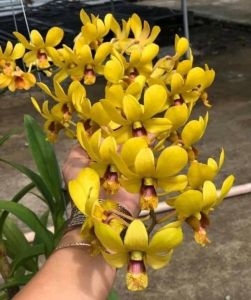 Hoa lan denro mai vàng