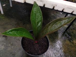 Anthurium jemani black