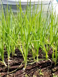 โปรซื้อ 1 ลิตร แถม 1 ลิตร ฮอร์โมนฉีดพ่นทางใบ ฮอร์โมนหอมกระเทียม ปุ๋ยทางใบ เร่งต้น สร้างใบ หัวใหญ่ หัวไม่ฝ่อ เร่งน้ำหนัก