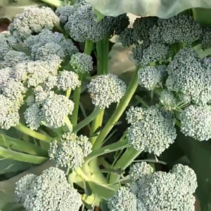 800 เมล็ดเมล็ดพันธุ์เบบี้บล็อคโคลี่ เมล็ดบล็อคโคลี่ เมล็ดเบบี้บล็อคโคลี่ สีเขียวคุณภาพดีผักสวนครัว