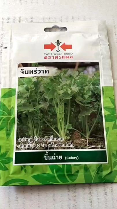 ศรแดง ขึ้นฉ่าย จันทร์วาด 2,000 เมล็ด งอกดี กอใหญ่ กลิ่นหอม