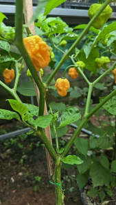 พริก เจ ออเร้น เซเว่นพอร์ต บีบีจี(Jays x orange 7 pot bbg)