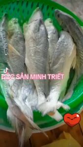 Cá Sửu Muối Dùi ( còn gọi là Khô-Mắm Cá Sửu )500-900g/con-Vị mặn thích hợp làm cơm chiên cá mặn hoặc chưng thịt-ĐẶC SẢN MINH TRIẾT