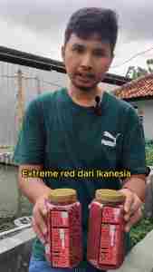 Pakan Pelet Makanan Ikan Mas Koki Koi Extreme Red 350 gr IKANESIA