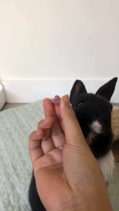 Mixed Berry Burst Bites | No Furries Delights | Small Animal & Bird Treats