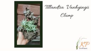 【Limited Stock】Tillandsia Ionantha Vanhyningii clumps/ 空气凤梨 / 空气草
