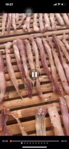 500gr Khô Cá Lóc Phi Lê Thái Sợi Châu Đốc Loại Đặc Biệt 3 Nắng Nhiều Người Mê