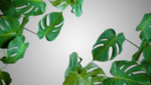 Sabun Cuci Muka Acnes Creamy Complete White Face Wash 50 gr