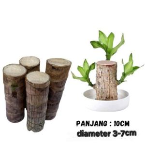 bibit hanjuang belum tunas tinggi 10 cm diameter 3-7