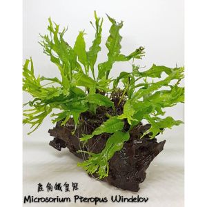 Microsorum pteropus windelov/鹿角铁皇冠(on wood)