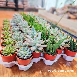 90s Greenovation Real Live Succulent Plant with Pot Random Pick Guarantee Lowest Price ( Random Pick 随机选多肉植物)
