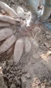 ผงดำ KGA นวัตกรรมใหม่เพื่อการเกษตร เพิ่มผลผลิต ลดต้นทุน ลดปุ๋ย ลดเคมี