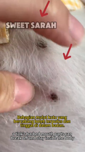 Kill all insects in 1 second Tick and flea spray 450ML Flea spray Completely Kills Mites/Lice/Flea/Ticks/Cockroaches/Ants/ Flea and tick killer ubat kutu kucing catanjing Plant Formula ubat kutu dan hama kucing 猫和 狗狗驱虫药 跳蚤药 medicine for cats&dogs