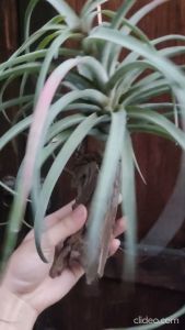 Tillandsia capitata peach with wood / Air plant / 空气凤梨- 卡比塔塔桃红