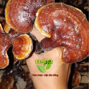 ( 500gr ) Nấm Lim Xanh Thảo dược Đặc sản rừng 14 ĐSR