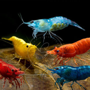 Mixed Neocaridina Shrimps Live Freshwater Shrimps Live Arrival