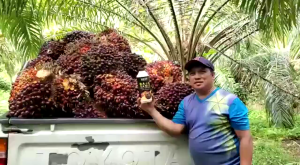 Baja Sawit Palm Oil Nano Fertilizer | Best Liquid Palm Fertilizer for High Yield
