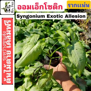 Syngonium Exotic Allesion เงินไหลมา เอ็กซ์โซติก เอ็กโซติก