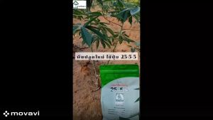 ปุ๋ยเกล็ดเรือใบ สูตร 25-5-5 (1 kg)ปุ๋ยไข่มุก เร่งการเจริญเติบโตทางต้น ใบส่ง