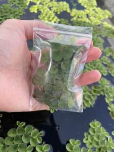 1 pcs Salvinia Cucullata Floating Plant