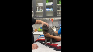 Numoaide herbal cough and colds   125mg capsules    30s  75s and 120s   All-Natural