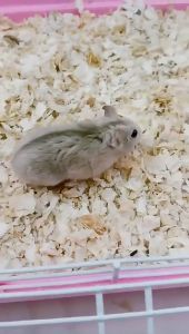Hamster Bedding Good Absorption Wood Shaving(1kg)- Hamster Cage Wood Bedding Chip Husk Dustless Kayu Hamster