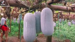 hạt giống bí đao (bí xanh) phấn thơm bắc kạn F1